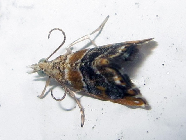 Diptychophora muscella